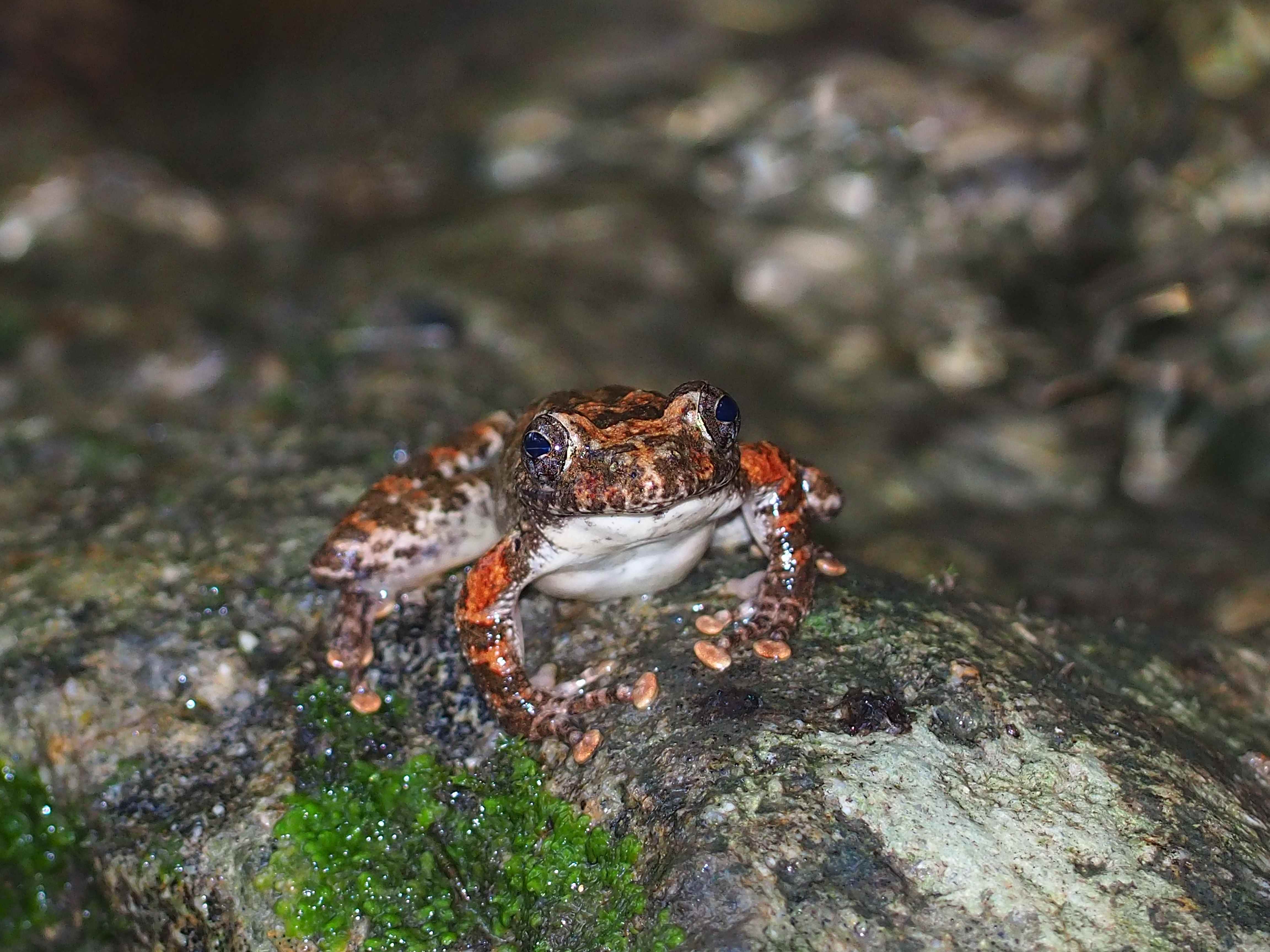 カジカガエルの産卵 | ぼうぼうどりの生物教室 | ぼうぼうどりの生物教室